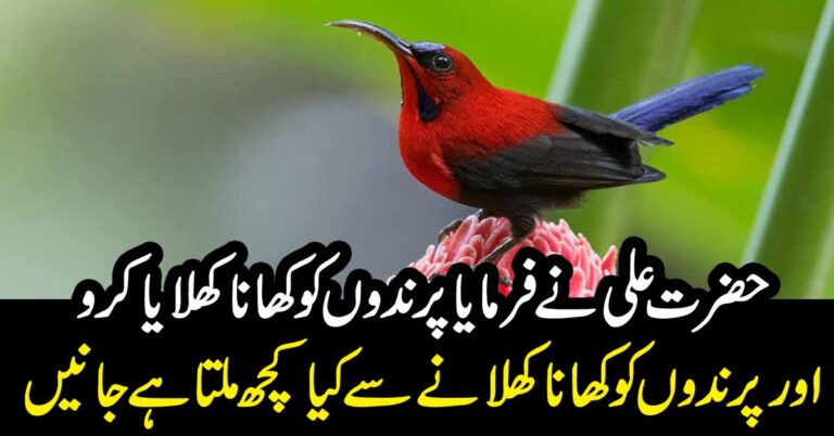 حضرت علی نے فرمایا